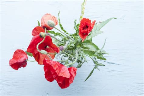 Bouquet Of Red Poppies In A Small Glass Vase Stock Image Image Of