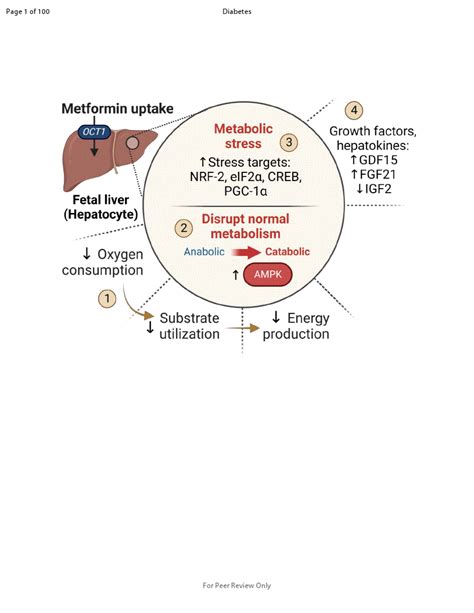 🥼agingdoc1⭐md Phd 🔔 On Twitter Metformin Disrupts Signaling And