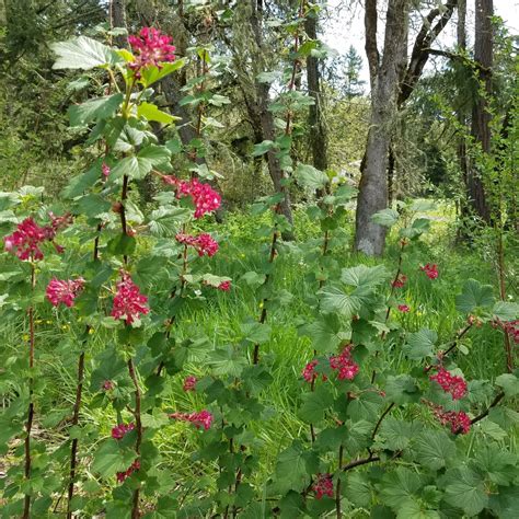 Red Flowering Currant - Spencer Creek Nursery