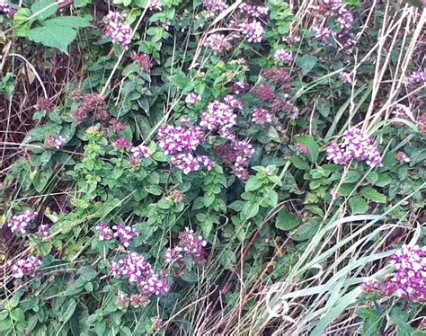 wild mint   grow    pots  gardens