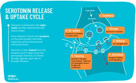 Serotonin And Its Unusual Role In The Brain Driven