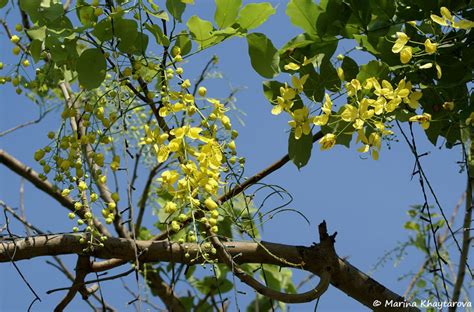 Trees of Tropical Asia - Cassia fistula