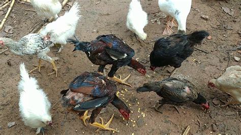 Comprei as galinhas D Angola Guiné ou capote brancas Troquei pelos