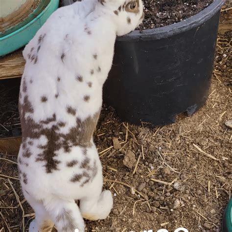 Standard Rex Rabbits For Sale Tucson AZ 420507