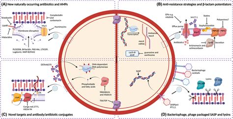 Novel Antimicrobial Strategies To Treat Multi‐drug Resistant