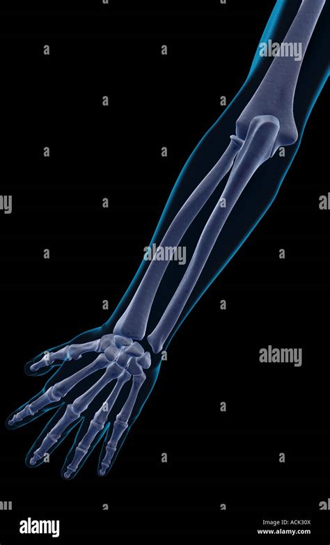 Forearm Bones High Resolution Stock Photography And Images Alamy