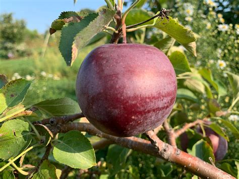 Heirloom Apples — Roots to Fruits Nursery