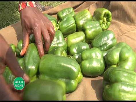 From Experience Capsicum Farming In Kenya Part Youtube