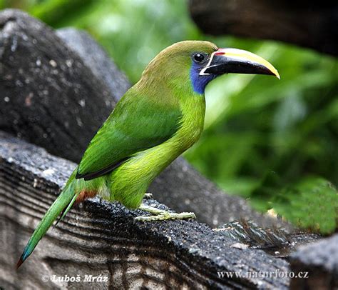 Aulacorhynchus Prasinus Pictures Emerald Toucanet Images Nature