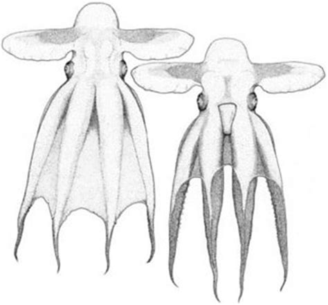 Grimpoteuthis challengeri