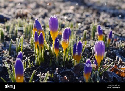 Krokus Sieberi Firefly Im Fr Hling Crocus Sieberi Firefly In Spring