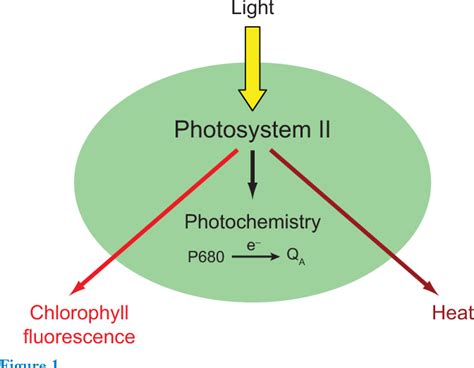 Fluorescence Photosynthesis Remingtoncliw