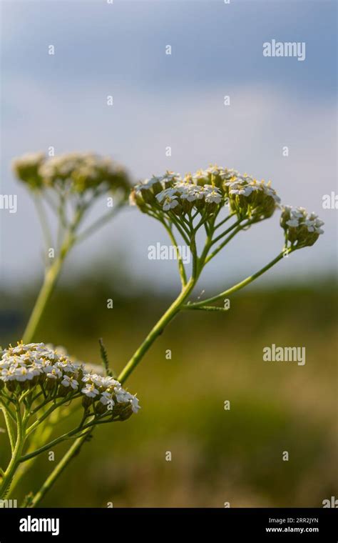 Common Yarrow Achillea Millefolium White Flowers Close Up Floral