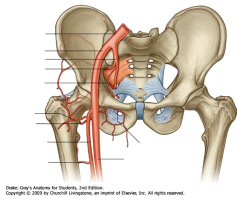 Arterial system of the hip. 1 Diagram | Quizlet