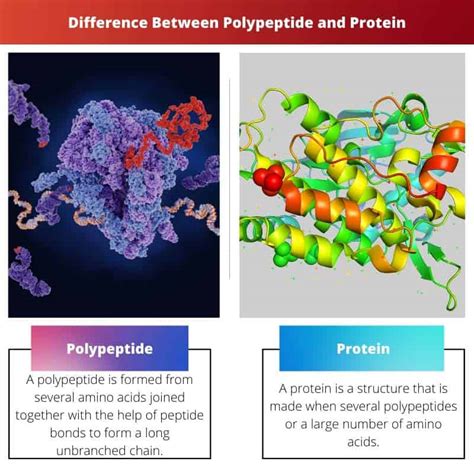 Polipéptido vs proteína diferencia y comparación