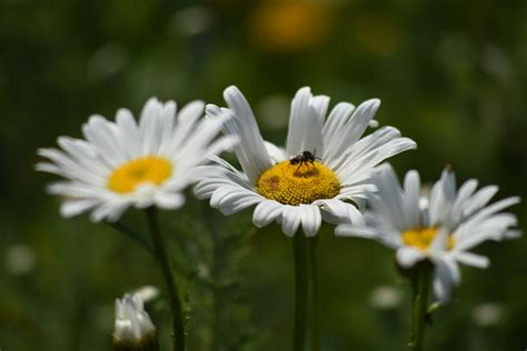 Kostenlose foto natürlich Blume Bestäuber Kamille Blütenblatt