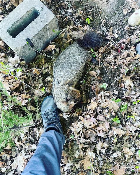 The Untold Cost of Hunting