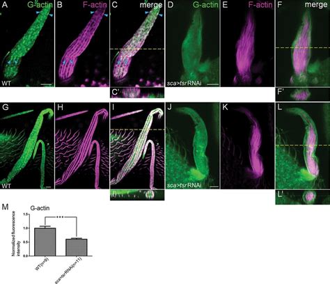 Cofilin Mediated Actin Dynamics Promotes Actin Bundle Formation During