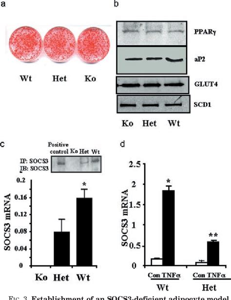 Figure 3 From Suppressor Of Cytokine Signaling 3 Is A Physiological