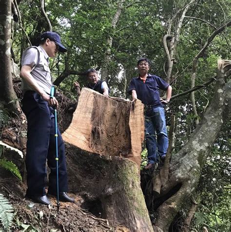 緝捕山老鼠 破獲百年牛樟木盜伐案 社會 中時