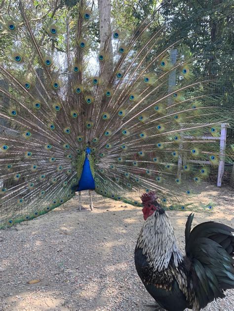 So Today I Saw A Peacock Desperately Trying To Impress A Chicken Pics