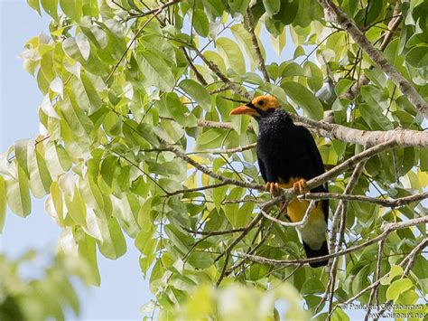 Yellow Faced Myna Mino Dumontii Pava278714