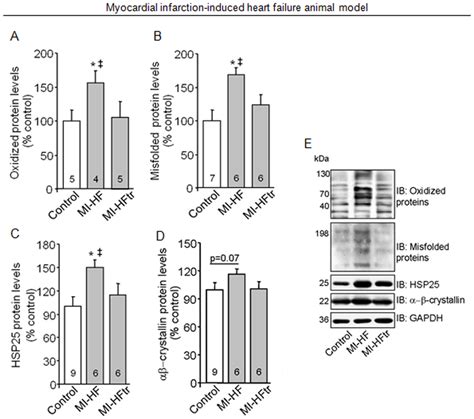 Exercise Training Improves Protein Quality Control In Myocardial