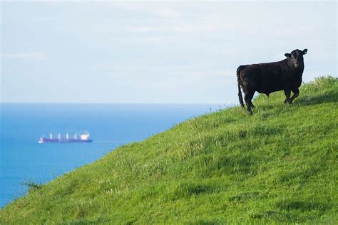 Our Vision Turihaua Angus