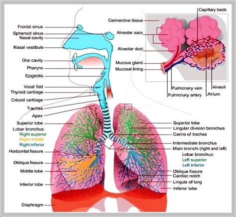 Respiratory System Picture - Graph Diagram