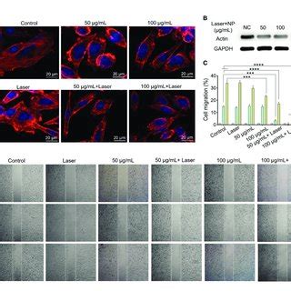 A Immunofluorescence Images And B Western Blot Analysis Of Skov