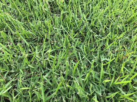 Florida Grass Identification Lawn Care Forum