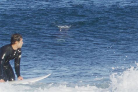 Great White Shark Chases Surfers Out Of Water On Nsw Coast Dmarge