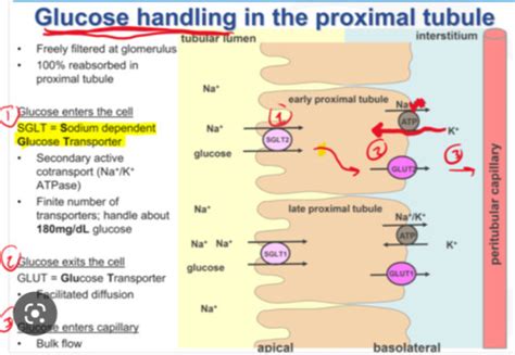 L Renal Proximal Tubule Reabsorption Flashcards Quizlet