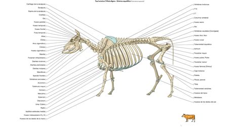 Tauri Emotum Vitula Eligans Osteología Anatomía Anatomia