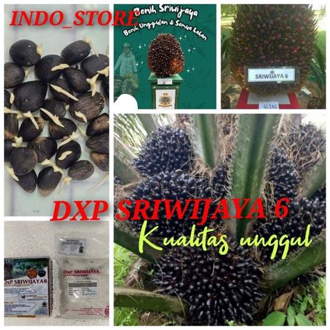 Jual Bibit Benih Kecambah Sawit DXP SRIWIJAYA 6 Unggul 250 Butir