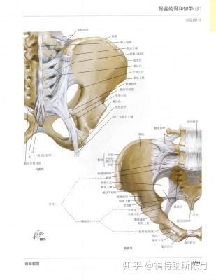 骨盆的解剖及评估 知乎
