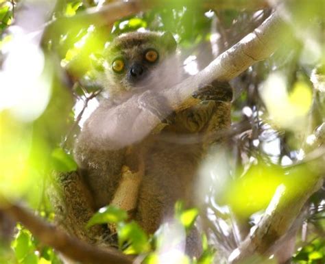 Lorenz Von Liburnaus Woolly Lemur Avahi Occidentalis · Inaturalist