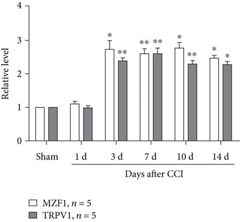 Chronic Constriction Injury CCI Induces Mechanical Allodynia And