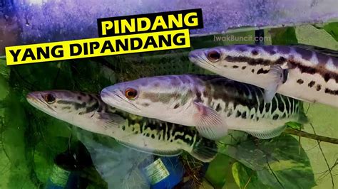 Ikan Pindang Yang NAIK KASTA Jadi Ikan Hias YouTube