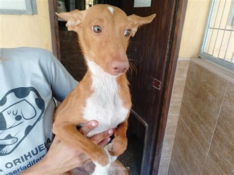 HOOD perro adoptado en Orihuela Alicante Bambú difunde