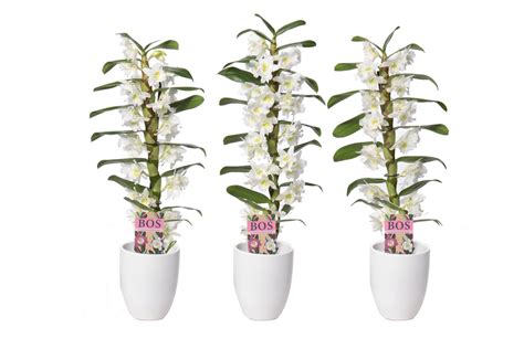 Dendrobium Nobile Classic Apollon Plant Wholesale Floraccess