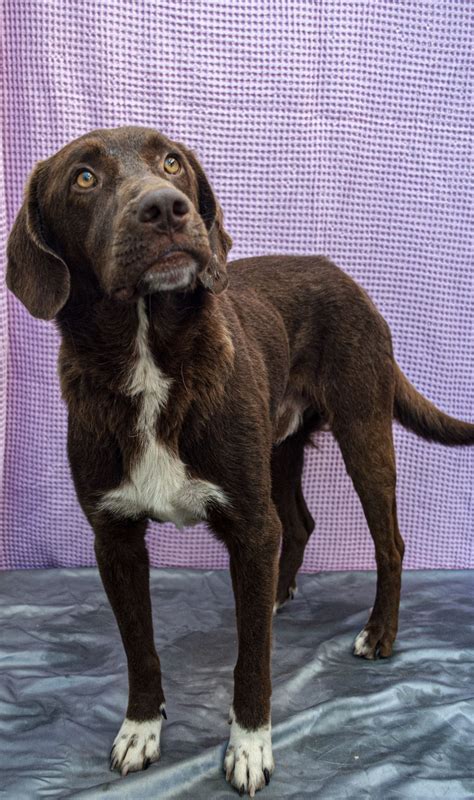 Adopt Fletcher On Petfinder In 2022 Chocolate Labrador Retriever Dog