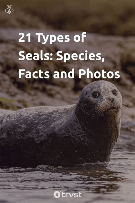 21 Types of Seals: Species, Facts and Photos