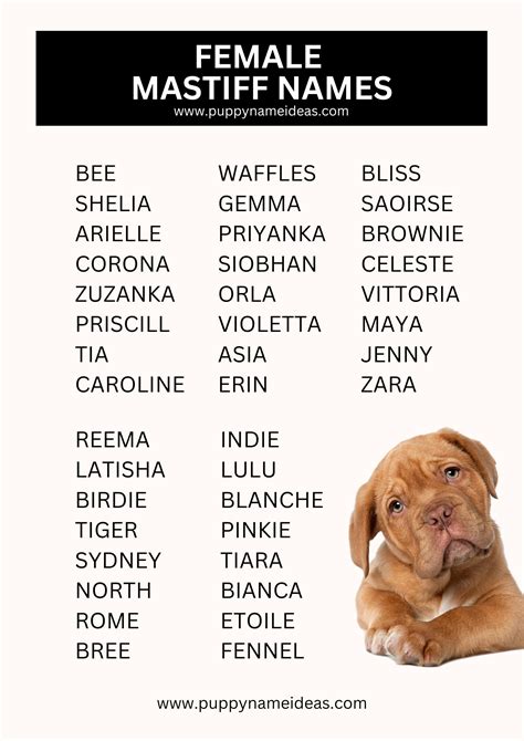 370+ Mastiff Names (With Meanings)