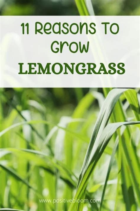 11 Reasons To Grow Lemongrass Benefits And Diy Uses