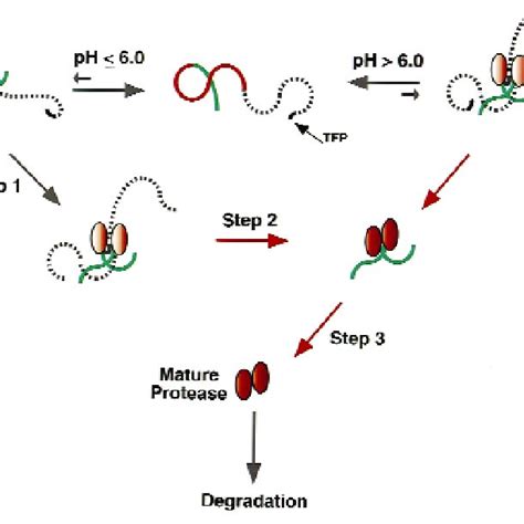 A Proposed Model For The Steps Involved In The Maturation Of Hiv 1 Download Scientific Diagram