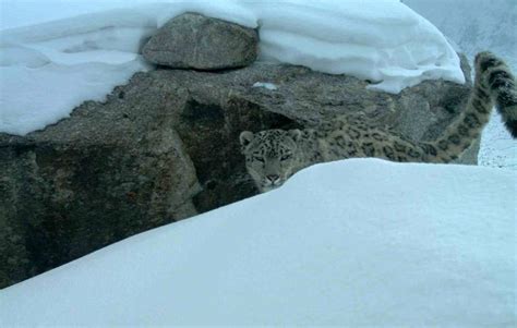 Elusive Snow Leopards Sighted In Afghanistan Mountains Photos Ibtimes