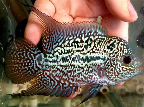 Top Attractive Types Of Flowerhorn Cichlids Flowerhorn