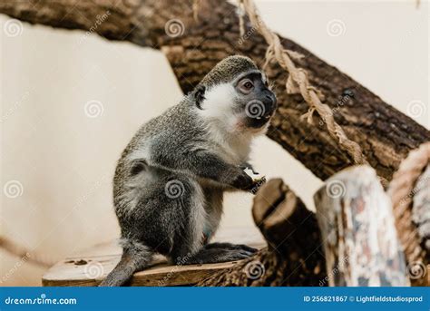 Selective Focus Of Cute Monkey Sitting Stock Image Image Of Animal