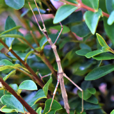 Can Stick Insects Eat Privet Pet Brilliant